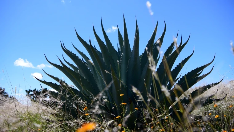 Agave plants on Mexico ranch