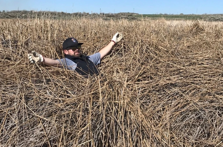 Man laying on tall dead vegetation