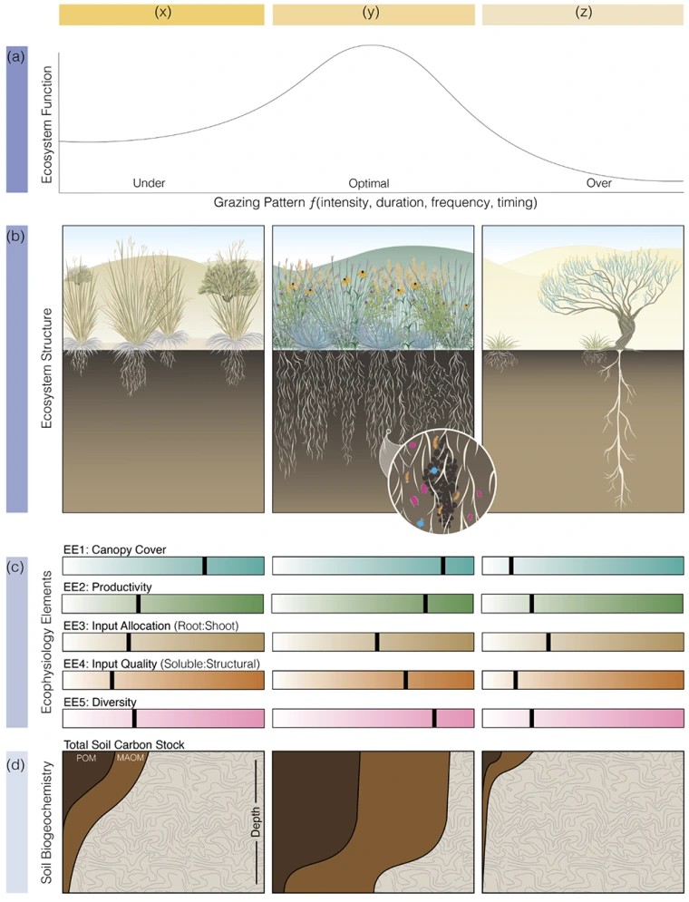 Conceptual illustration of how grazing patterns (x, y, z) affect ecosystem function (a) and structure (b) by modulating plant ecophysiological elements.